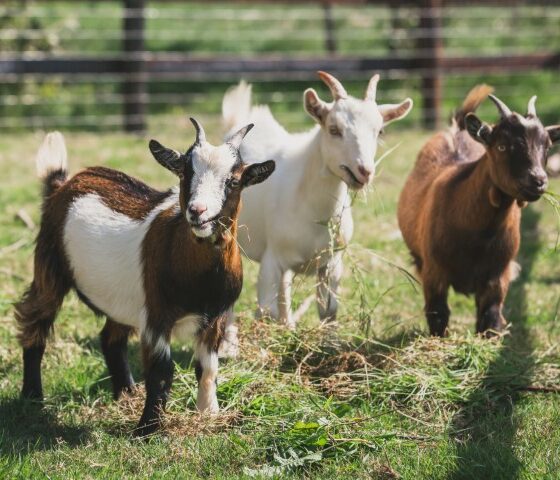 Goats (Small)