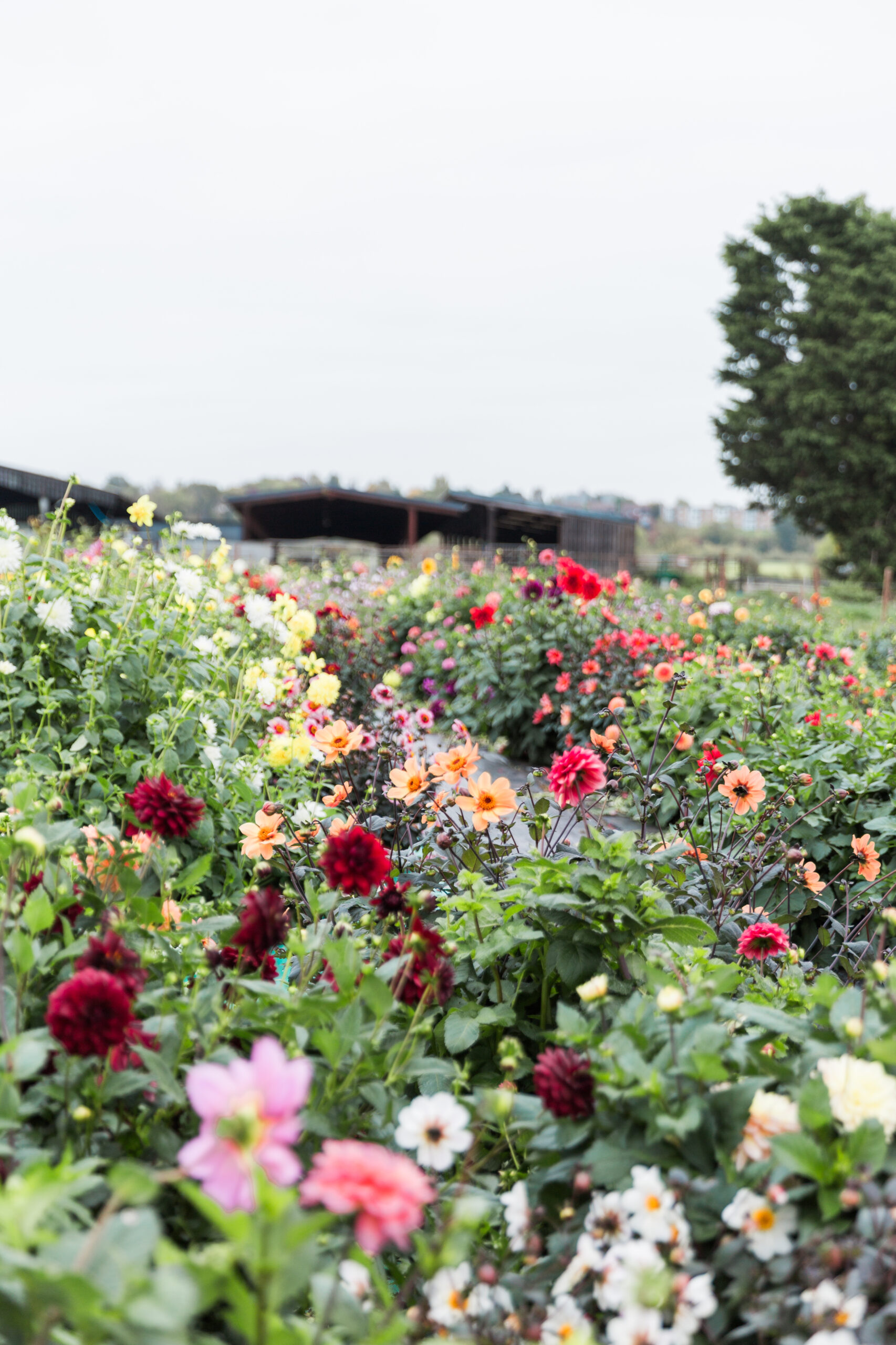 PYO Dahlia Patch Worcesters